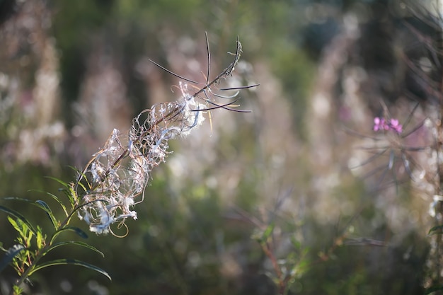 Helles Frühlingsgrün im Morgengrauen im Wald. Im zeitigen Frühjahr erwacht die Natur zum Leben.