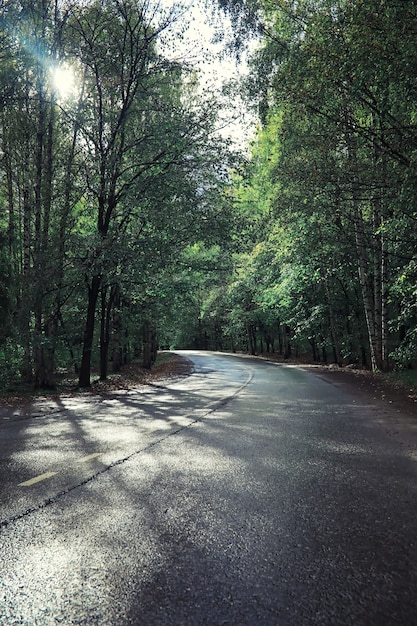 Helles Frühlingsgrün im Morgengrauen im Wald. Im zeitigen Frühjahr erwacht die Natur zum Leben.