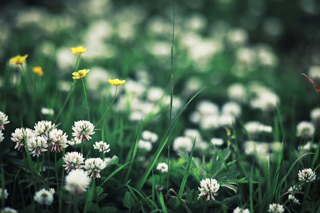 Helles Frühlingsgrün im Morgengrauen im Wald. Im zeitigen Frühjahr erwacht die Natur zum Leben.