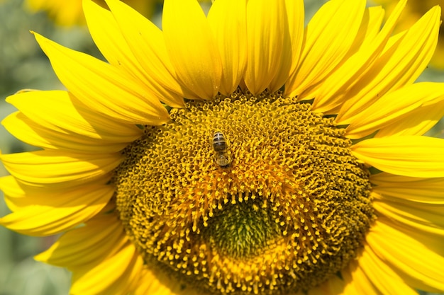 Helles goldenes Sonnenblumenfeld bei Sonnenuntergang