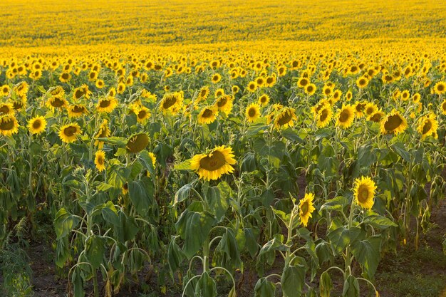 Helles goldenes Sonnenblumenfeld bei Sonnenuntergang