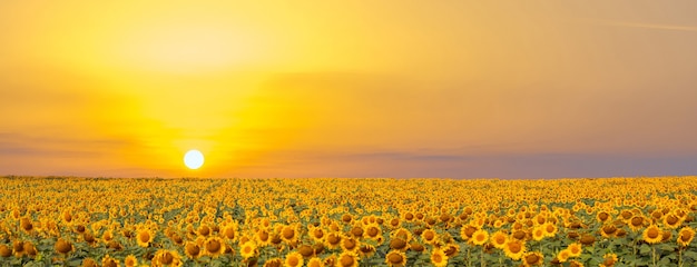 Helles goldenes Sonnenblumenfeld bei Sonnenuntergang.