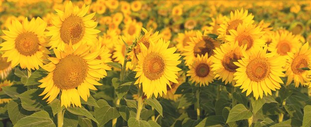 Helles goldenes Sonnenblumenfeld bei Sonnenuntergang.