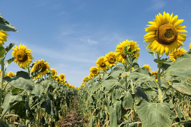 Helles goldenes Sonnenblumenfeld bei Sonnenuntergang