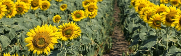 Helles goldenes Sonnenblumenfeld bei Sonnenuntergang