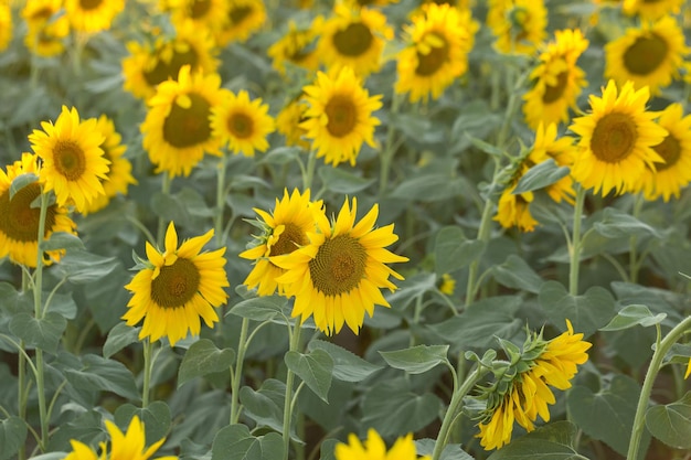 Helles goldenes Sonnenblumenfeld bei Sonnenuntergang