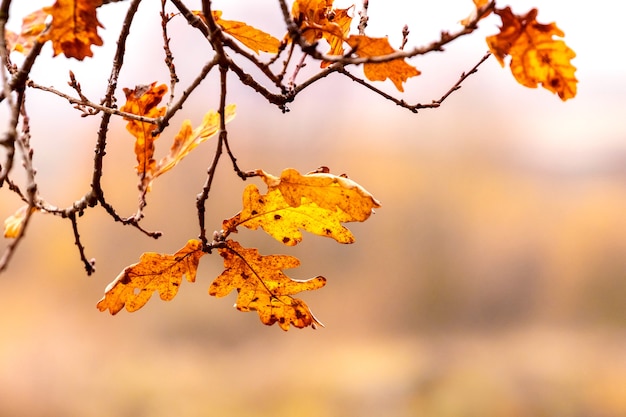 Helles Herbsteichenlaub an einem Ast in warmen Farben