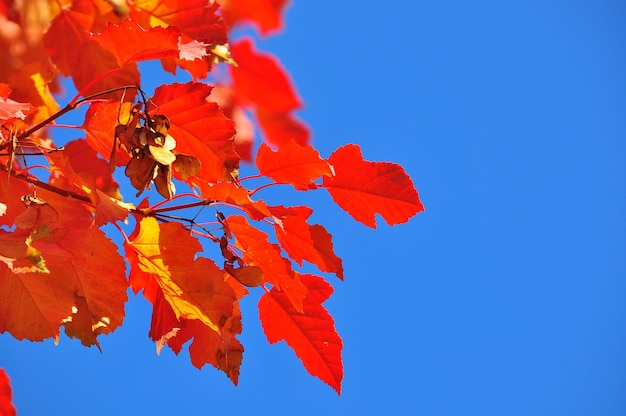 Helles Herbstlaub gegen den blauen Himmel