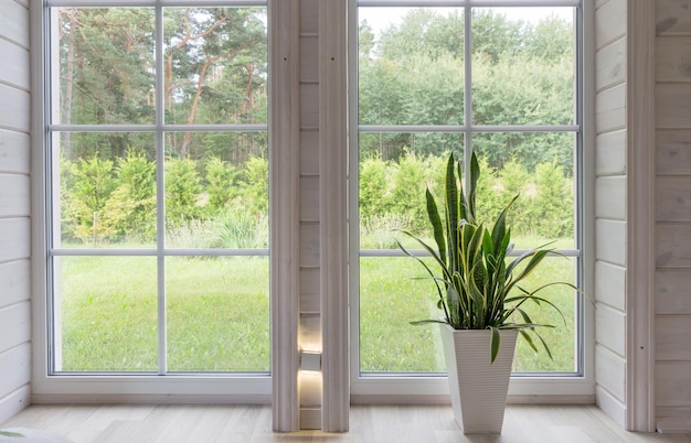 Helles Interieur des Zimmers in einem Holzhaus mit einem großen Fenster mit Blick auf den Sommerhof Sommerlandschaft im weißen Fenster Haus- und Gartenkonzept Zimmerpflanze Sansevieria trifasciata