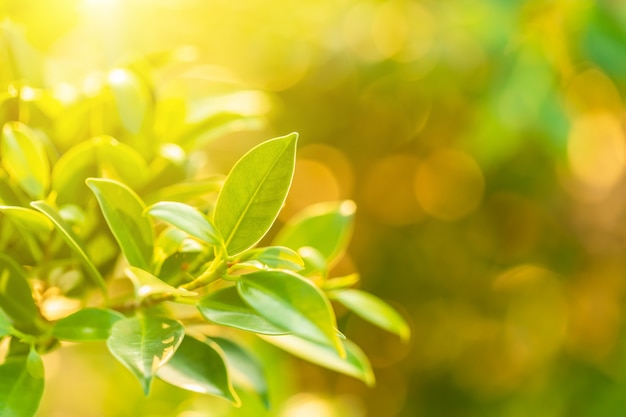 Helles junges Grün verlässt mit bokeh Lichtern