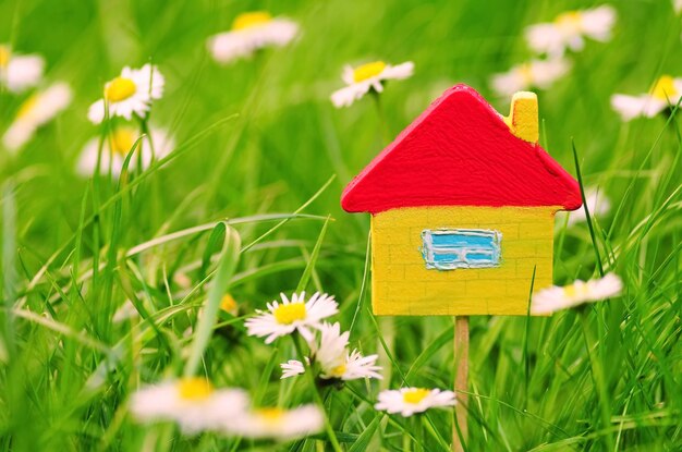 Helles kleines Landhaus auf grüner Wiese mit Kamillenblüten