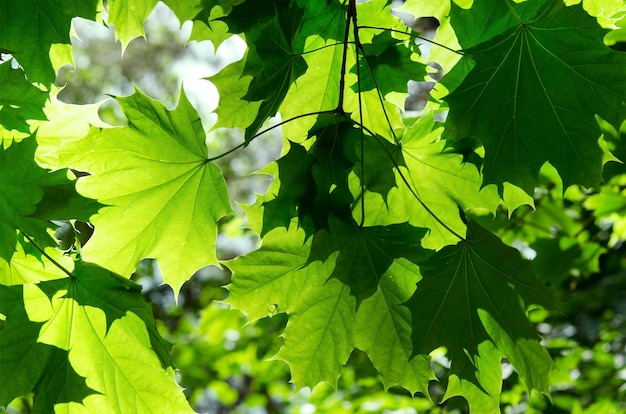 Helles Laub grüne Ahornblätter im Sonnenlicht