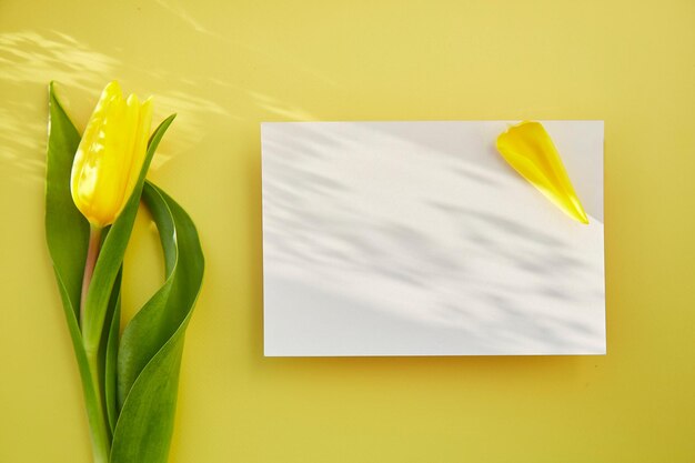 Helles, minimalistisches Postkartenmodell mit Schatten und gelber Tulpe Women39s Day-Konzept Mockup-Postkarte Kopierbereich