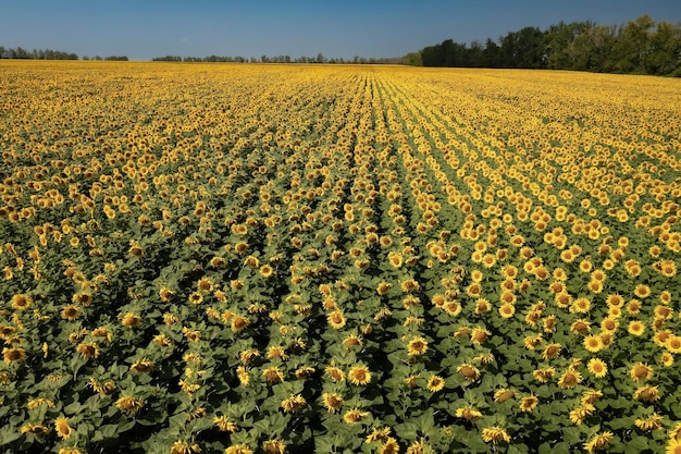 Helles Sonnenblumenfeld gegen klaren blauen Himmel