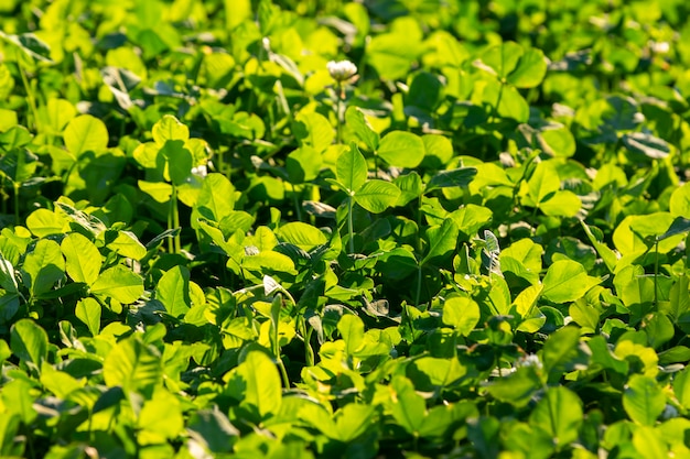 Helles üppiges grünes Gras im Sonnenlicht.