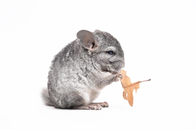 Hellgraues Chinchilla-Baby Chinchilla, das Chinchilla auf weißem Hintergrund isst Chinchilla-Essen