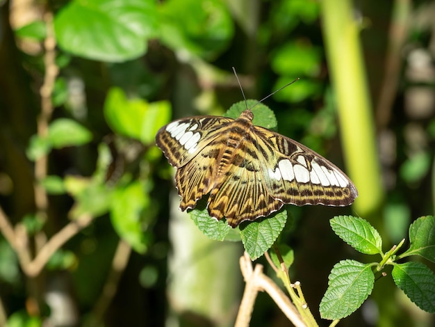 Hellgrün-brauner Schwalbenschwanzschmetterling im Garten mit grünen Blättern