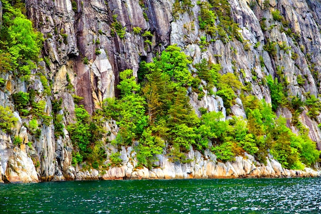 Hellgrüne Bäume wachsen auf Felsen am Wasser