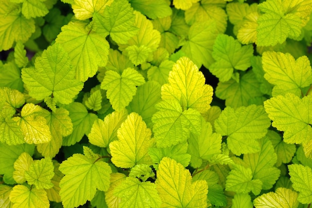 Hellgrüne Blätter von Ninebark
