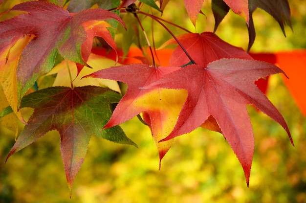 hellgrüne, gelbe und rote Blätter in einem Herbstpark