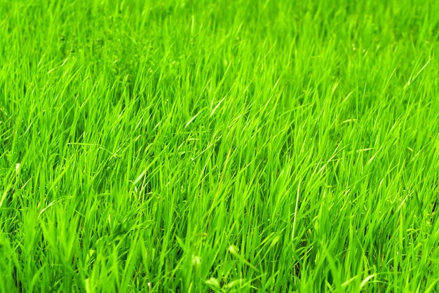Hellgrüne Gras Textur
