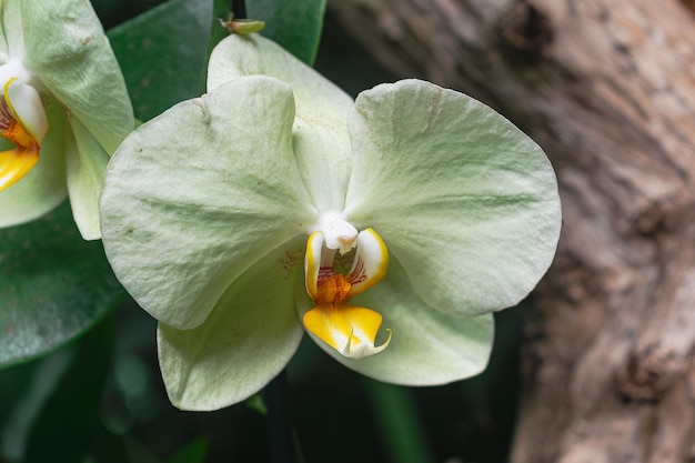 hellgrüne Orchidee blühende Phalaenopsis mit Vegetationshintergrund