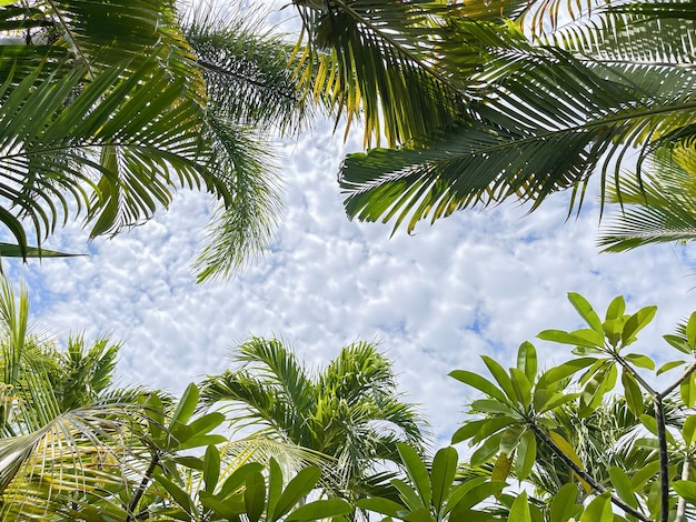 Hellgrüne Palmblätter des tropischen Hintergrundes gegen einen Hintergrund des blauen Himmels und der Wolken fahnen summ