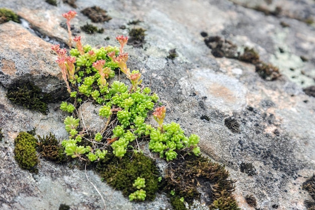 Hellgrüne Sedum microcarpum-Pflanzen zeichnen sich durch sukkulente, wasserspeichernde Blätter und Stängel aus
