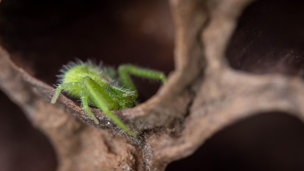 Hellgrüne Spinne versteckt sich in einer unglaublichen Tierwelt