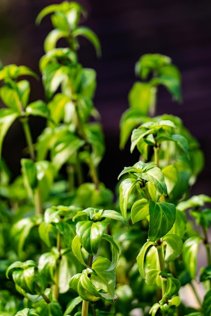 Hellgrüne Sprossen der Gartenminze