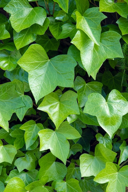 Hellgrüner Efeu. Hedera-Helix