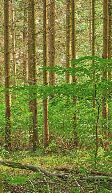 Hellgrüner Wald und Bäume mit üppigem Laub an einem Sommertag Tiefe, lebendige Wälder in wunderschöner Natur Ruhige, lebendige Wildnis im Sommer Wald mit liegenden Wäldern, die alle mit Schlingpflanzen bedeckt sind