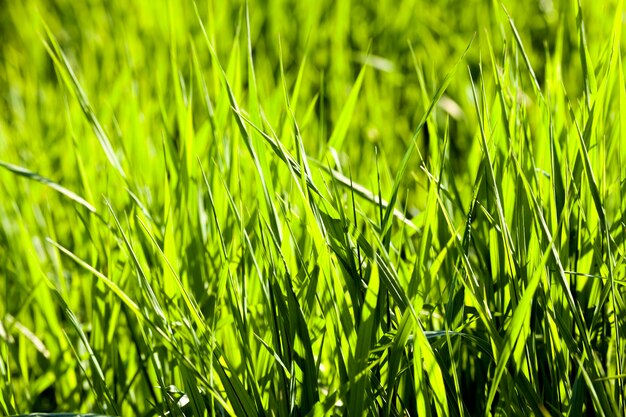 Hellgrünes Gras auf der Wiese, im Frühling vom Sonnenlicht beleuchtet, Nahaufnahme in der Natur