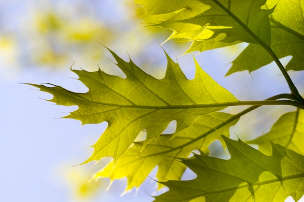 Hellgrünes Laub aus Eichenholz, im Frühling vom Sonnenlicht beleuchtet, Nahaufnahme in der Natur