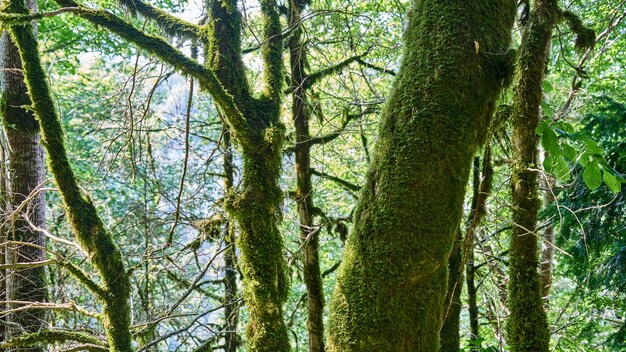 Hellgrünes Moos auf Bäumen im Wald. Sotschi