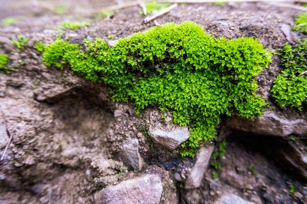Hellgrünes Moos wächst auf Felsen, ein frisches Gefühl.