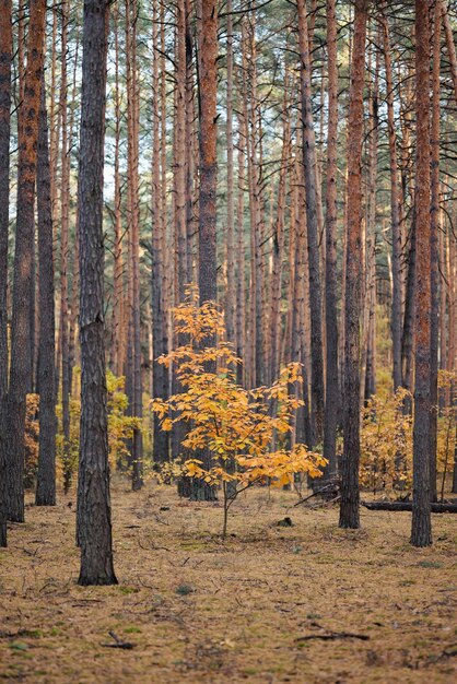 Helliger Eiche im Kiefernwald im Herbst Lebendige Farben des Laubes auf Bäumen im Herbst