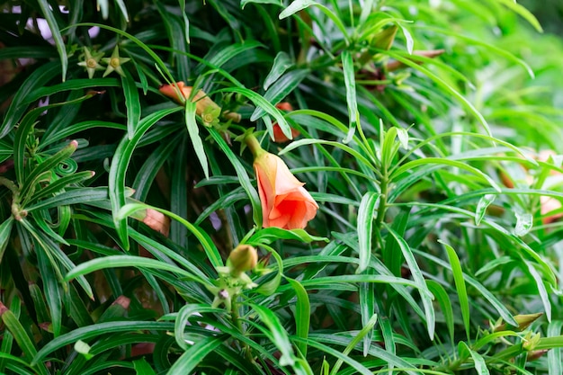 Hellorange giftige Oleanderblüte Tevetia Nereifolia. ehemalige Stade. in Ägypten und der Türkei Es gibt einen schönen natürlichen Blumenhintergrund