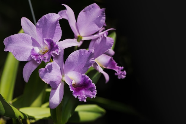 hellpurpurne Cattleya Orchideenblüte