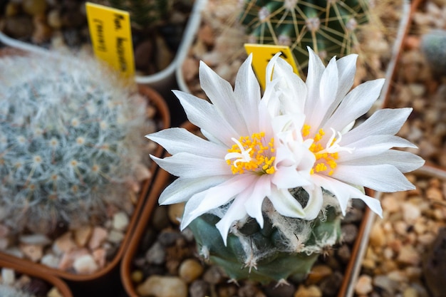 Hellrosa Blüte von Turbinicarpus lophophoroides