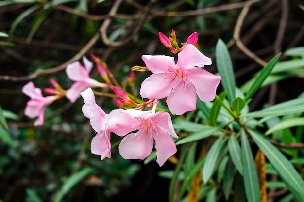 Hellrosa Blüten des gewöhnlichen Oleanders auf einem Zweig