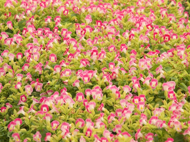 Hellrosa Blumen der Pelargoniepelargoniengruppe