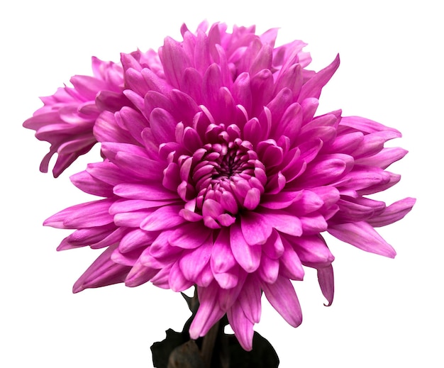 Hellrosa Chrysantheme Blume auf weißem Hintergrund