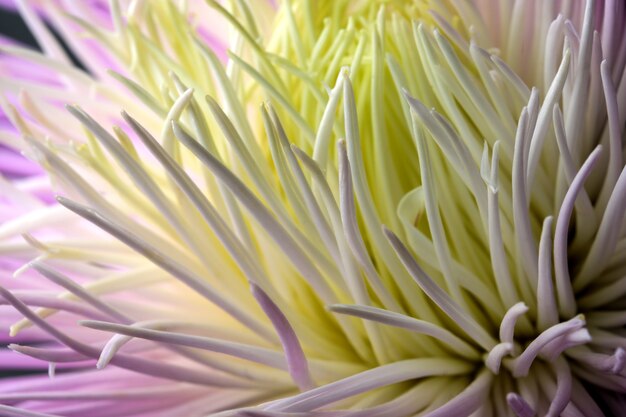 Hellrosa gelbe Asterblume Nahaufnahme Makrofotografie