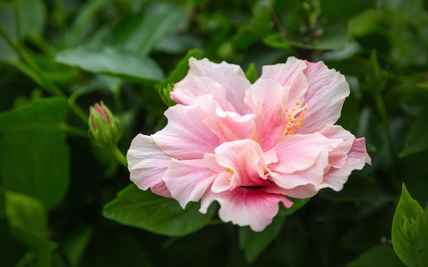 Hellrosa große Blume