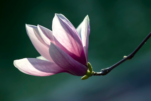 Hellrosa Kopf der blühenden Frühlingsmagnolienblume Botanik und Blumen