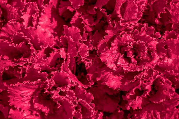 Hellrosa Salatblätter in den Farben des neuen Jahres 2023 Viva Magenta Natürlicher Pflanzenhintergrund