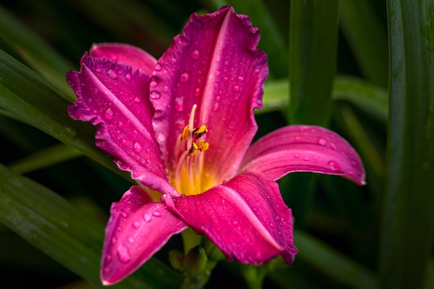 Hellrosa Taglilie Hemerocallis im Sommergarten Gartenarbeit, Landschaftsbau mehrjährige Blumen