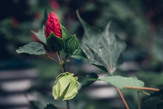 Hellrosa tropische Hibiskusblüte, nicht geöffnete Knospe, grüne Blätter auf natürlichem Hintergrund.