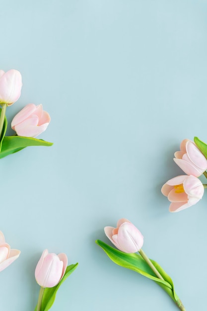 Hellrosa Tulpen auf leerem blauem Hintergrund